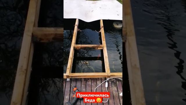 Пропал 1 малёк карп кои. смотреть онлайн
