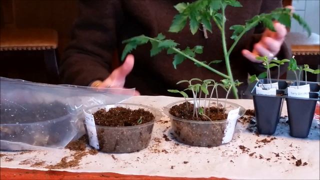 Tomato Magic! смотреть онлайн
