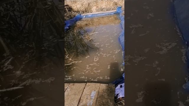 نبات الأزولا علف شبه مجاني للدواجن والبط والماشية والأغنام حيث أنها تحتوي على نسبة عالية من البروتي смотреть онлайн