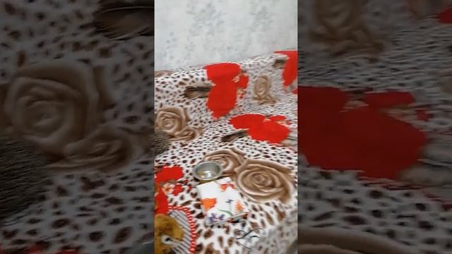 Рассказ ежа о бедах в экологии смотреть онлайн