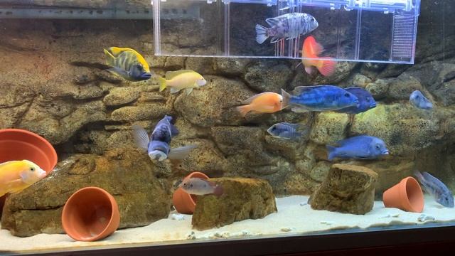 African Cichlid Aggression - What To Do! смотреть онлайн