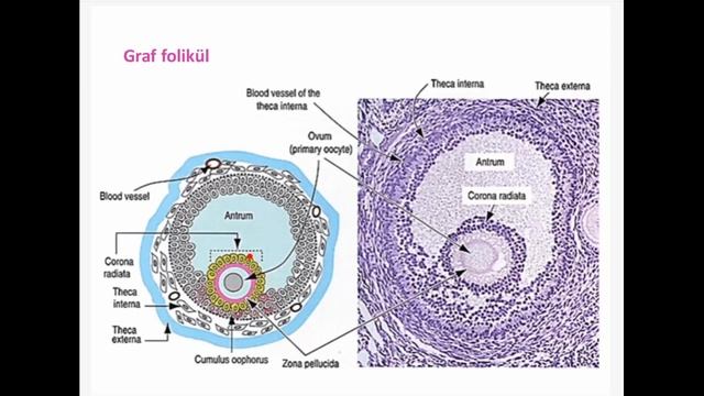 Oogenez Doç. Dr. Fikret GEVREK смотреть онлайн