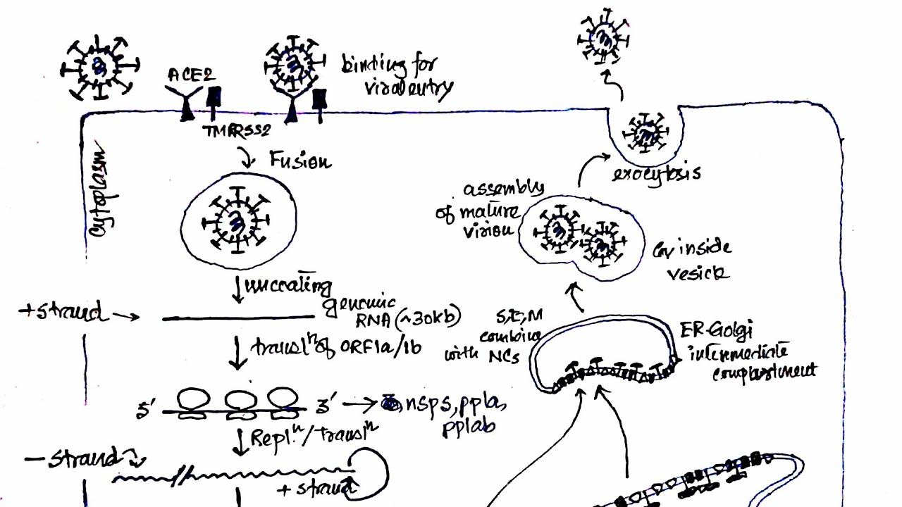 ELS Short: SARS CoV2 structure and Life Cycle смотреть онлайн