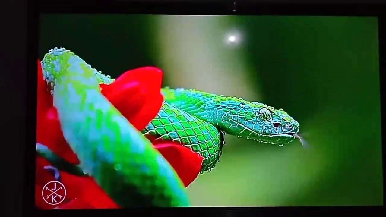 REVIEW OF VIDEOCON DDB 32" SMART LED TV смотреть онлайн