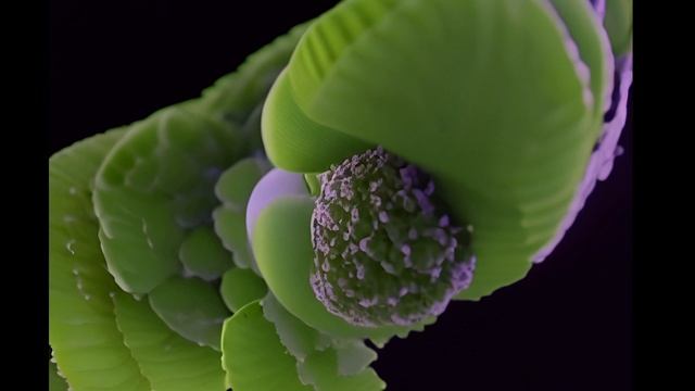 Gross_dig_etude_cell