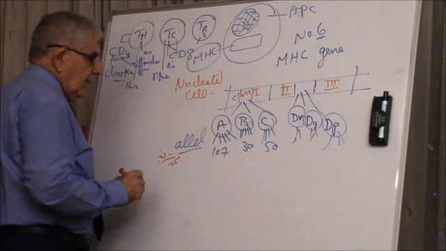 Major histocompatibility complex (MHC) смотреть онлайн