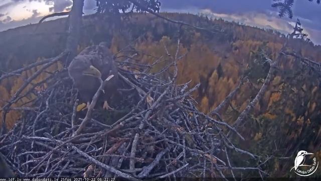 Jūras ērgļi Durbē_Who is the boss in the WT eagle family?🤣 Кто главный в семье орланов белохвостов? смотреть онлайн