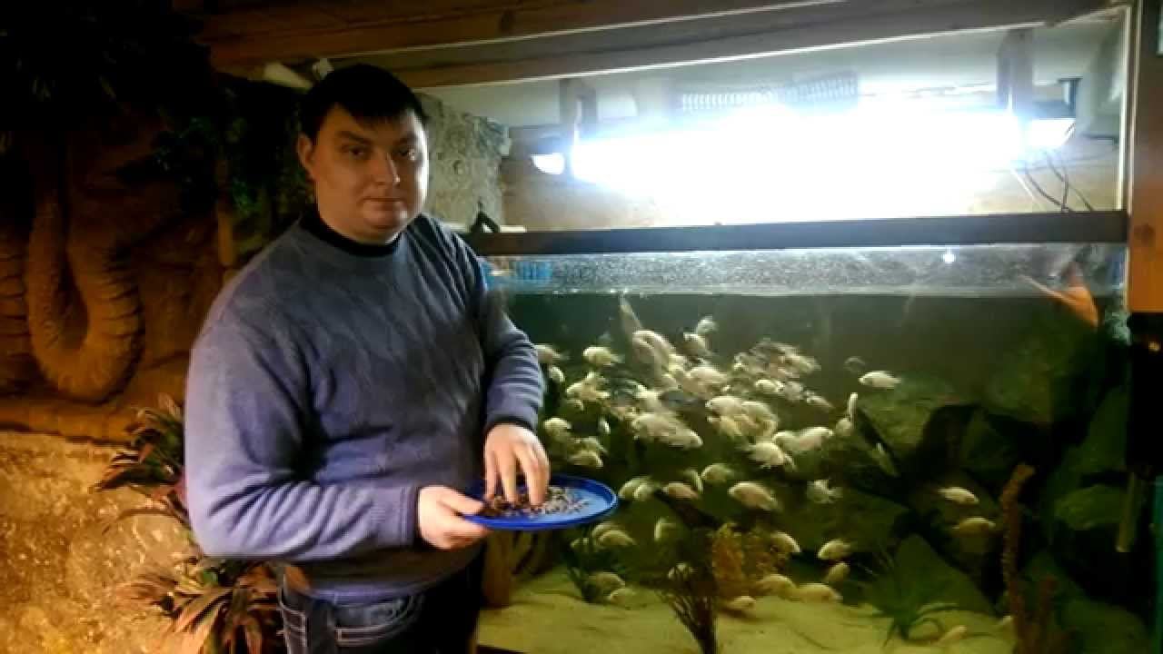Цихлазома лабиатум смотреть онлайн