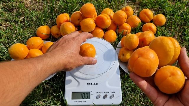 Смачний вибір собі на ділянку.Абрикос Прімая.Дуже запашний сорт абрикосу. смотреть онлайн