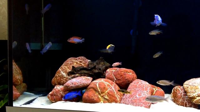 My Malawi tank 450L смотреть онлайн