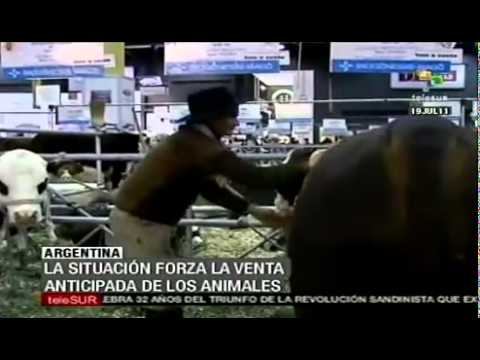 Aumenta el precio de la carne смотреть онлайн