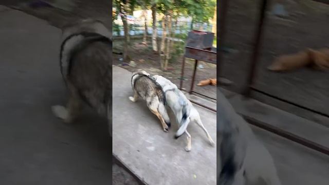Муженаоднасатана #wolfhound #животные #wolf #волк #собака #чешский #собаки #милыепитомцы #семья смотреть онлайн