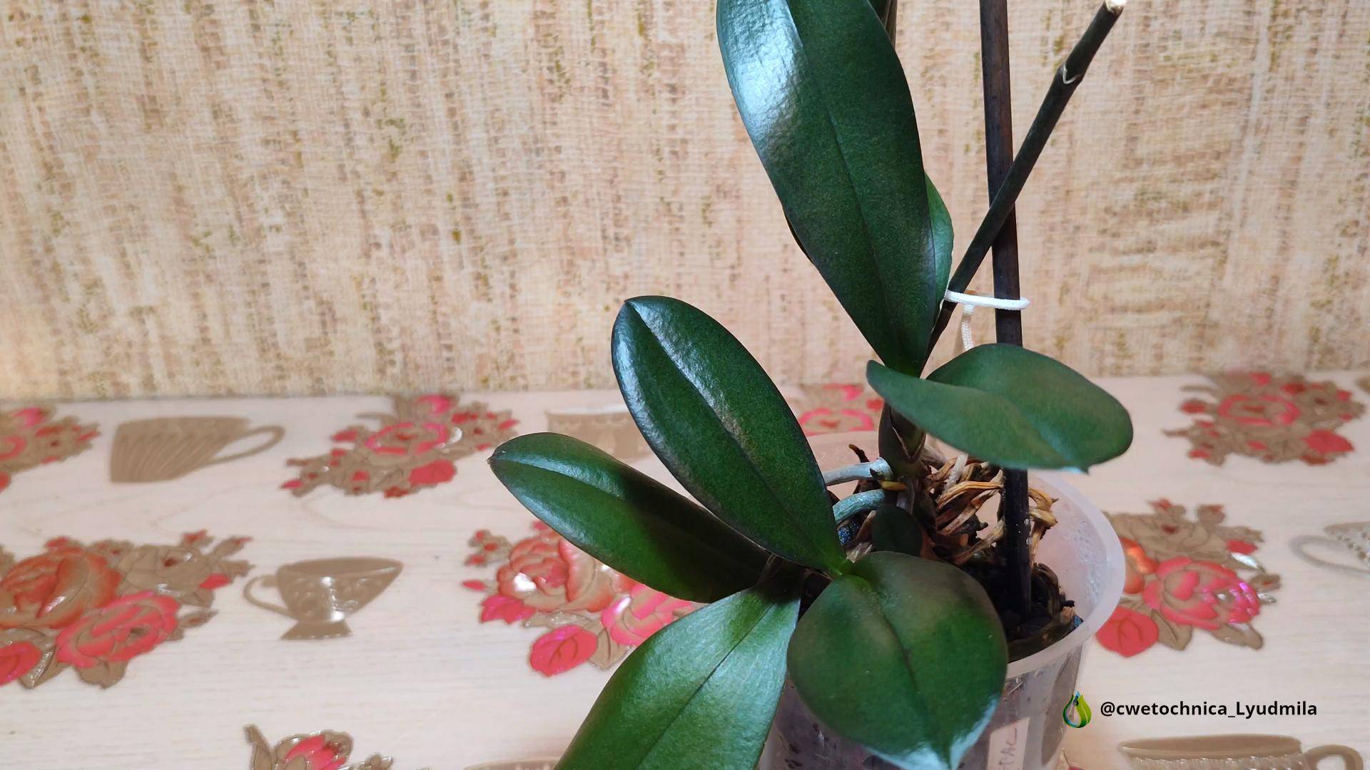 Отделение и посадка орхидеи Лас Вегас смотреть онлайн