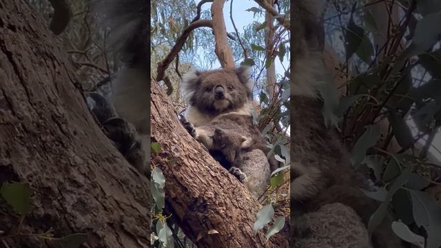 Животный мир Австралии) смотреть онлайн