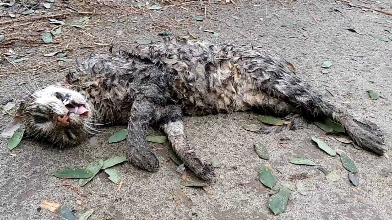 Cat rescue after heavy rain storm смотреть онлайн