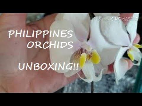 Philippines orchid unboxing смотреть онлайн