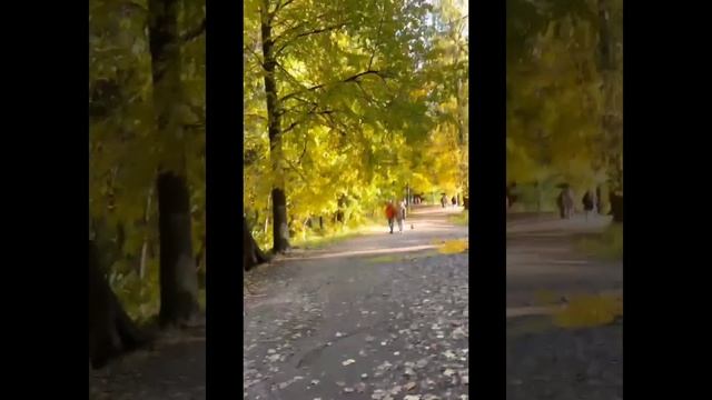 Осенняя прогулка по шуваловскому парку. #санктпетербург смотреть онлайн