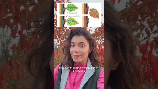 Листопад🍁 #биология #биоегэ #биологияегэ #биологияогэ #листопад #биоогэ смотреть онлайн
