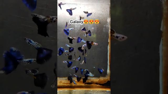 Galaxy Guppy Fish😍😍😍 #guppy #superguppy #guppyfish #guppyfishbreeding смотреть онлайн