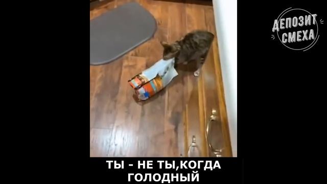 788 СЕКУНД СМЕХА/ЛУЧШИЕ ПРИКОЛЫ 2021/ТЕСТ НА ПСИХИКУ/ПРИКОЛЫ С ЛЮДЬМИ/FUNNY CATS #9 смотреть онлайн