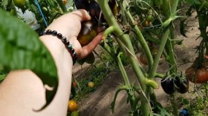 Томат Атомный виноград Бреда 13,08,23