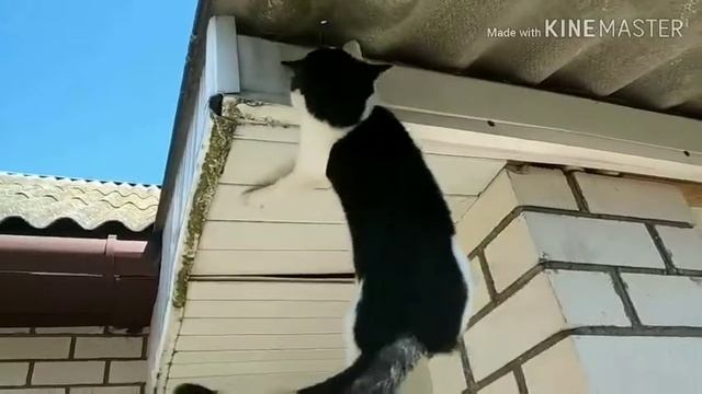 Охота на воробьёв😂😂😂 смотреть онлайн