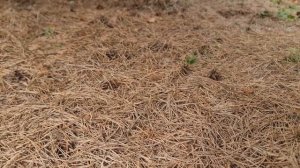 Княженику. Как поСАДить ?