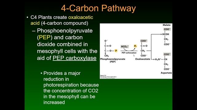 How SOME plants avoid RuBisCO's problems - (C4 and CAM photosynthesis) смотреть онлайн