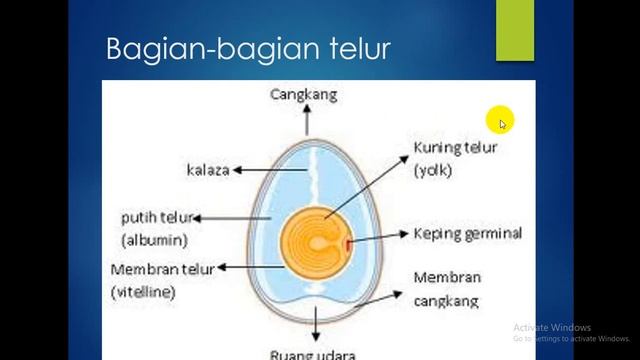 perkembangbiakkan hewan смотреть онлайн