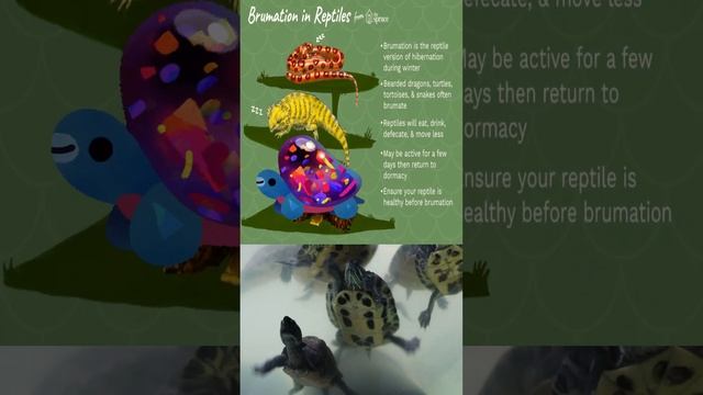 Brumation: Winter Is Coming For Reptiles #hibernation #upsc #environment #pollution #currentaffairs смотреть онлайн