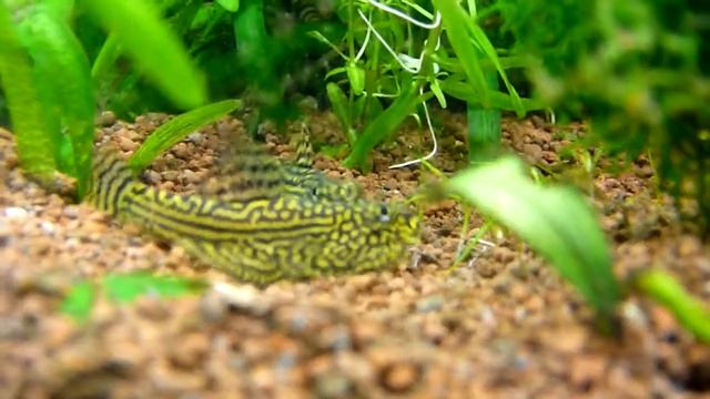 Севеллия смотреть онлайн