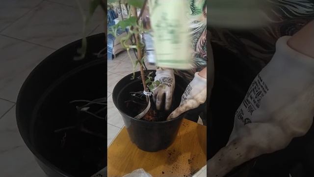 Пересадка клематиса в горшок большего объема смотреть онлайн
