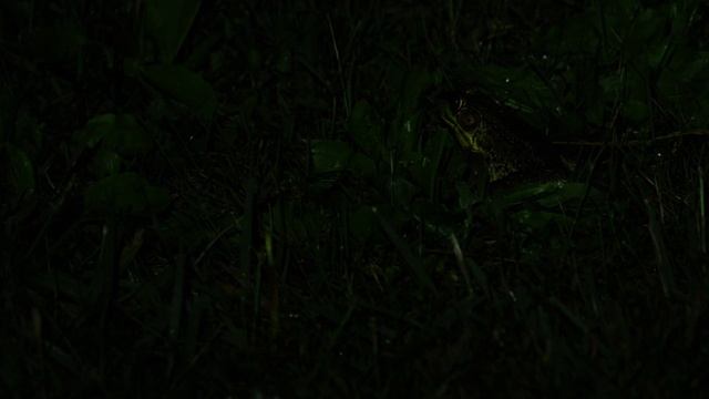 Pond Kings: American Bullfrogs In Western Pennsylvania