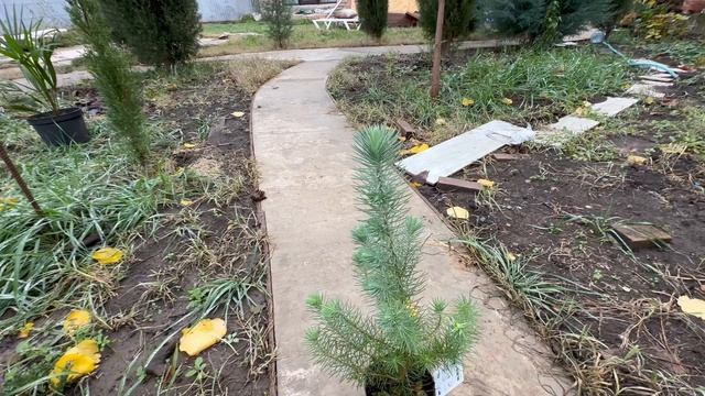 Пиния или сосна итальянская