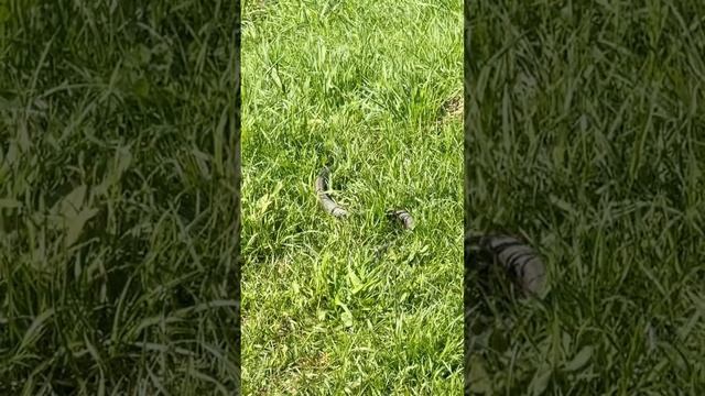 Возле детской площадки ползла по тротуару!! Будьте осторожны в МАЙСКИЕ праздники #змея #миртрудмай смотреть онлайн