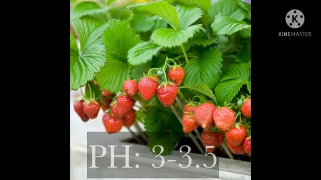 PH of those 50 acid-loving plants/Plants are vital смотреть онлайн