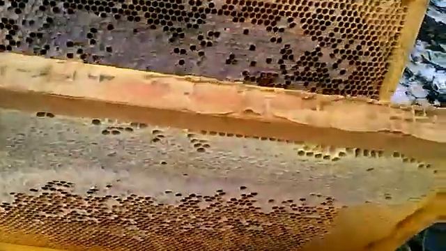 Подготовка пчёл к зимовке. Часть 6.