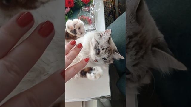 🍀Освободите место! 🐱 смотреть онлайн