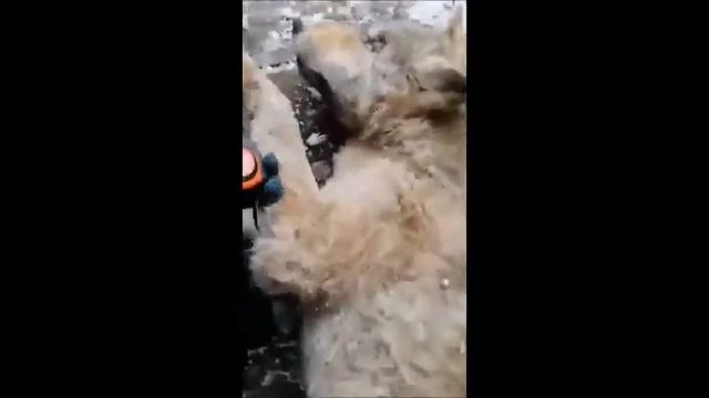 Прибылая волчица в петле. Видео Антона, Челябинская область. смотреть онлайн