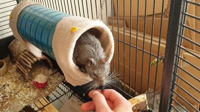 Degu Yazmin and Nita's tail смотреть онлайн