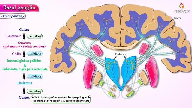 Basal ganglia Direct and indirect pathways - #Usmle Neuroanatomy Animations смотреть онлайн