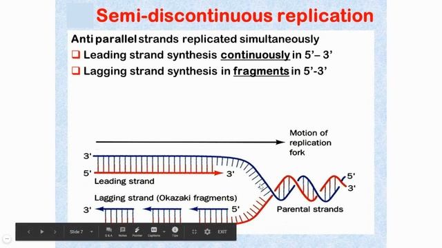 83.1 Semidiscontinuous DNA replication смотреть онлайн