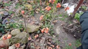 Хурма "Божий Дар"!!!