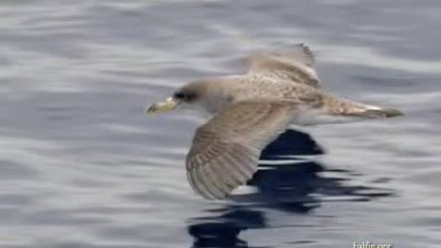Cetaceans in Canary islands смотреть онлайн
