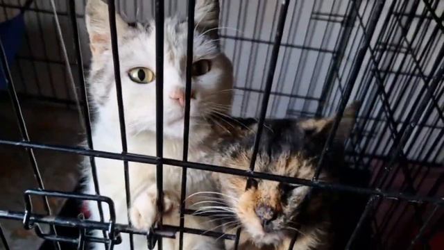 Экскурсия по приюту Кошкин дом Донецк смотреть онлайн