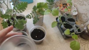 ЦИНЕРАРИЯ. Размножение методом черенкования весной. Сохранение на зиму. Красивые композиции в город