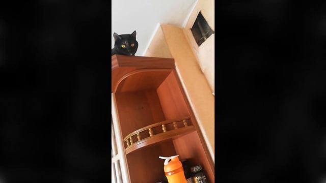 Кошка Мия - дар свыше (#9) #кошка #милота #void #чудаковатыйнастольщик #short #shorts #shortsbeta