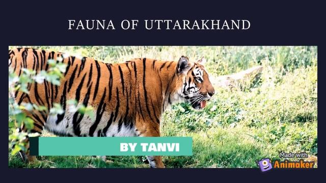 Flora and Fauna Of Uttarakhand Project смотреть онлайн