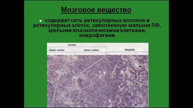 Лимфатический узел. Паракортикальная зона. Мозговое вещество. Циркуляция лимфы смотреть онлайн