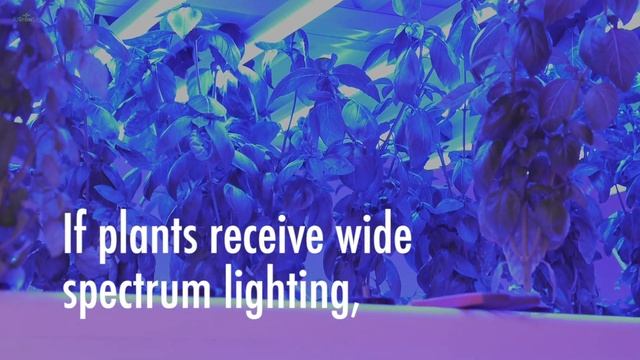Energy Device with LED Full Spectrum Grow Light (includes: UVB, Lasers, Infrared energy) смотреть онлайн